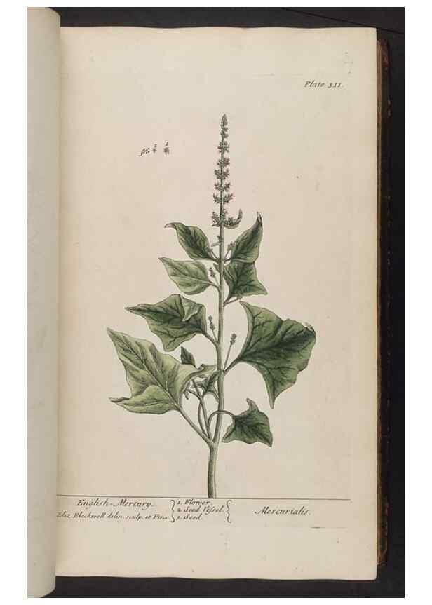 Reproducción/Reproduction 8361120289: A curious herbal. London : Printed for Samuel Harding, 1737-1739.