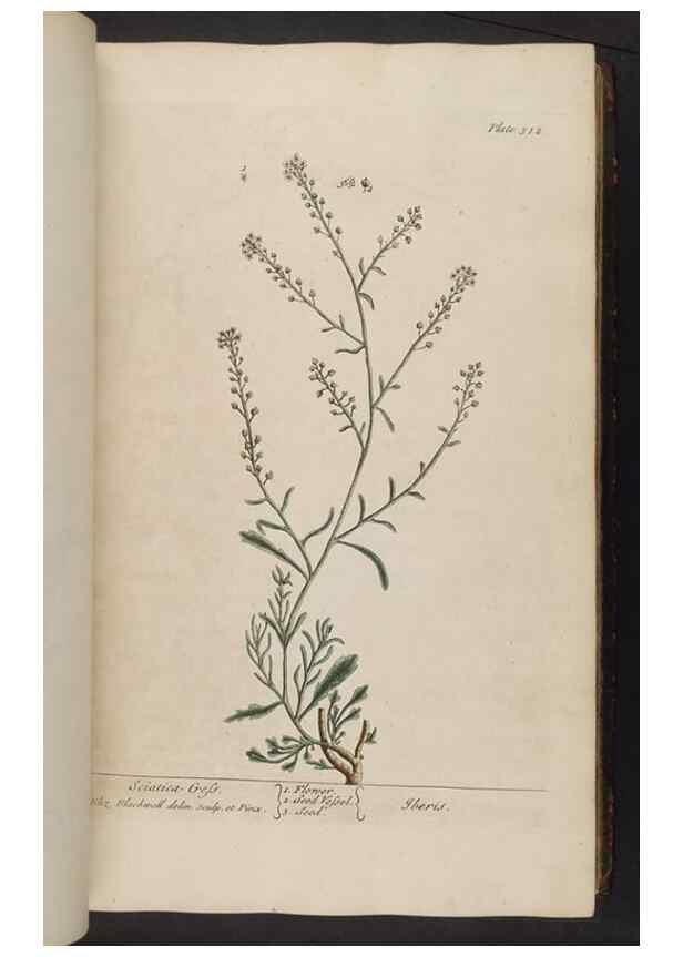 Reproducción/Reproduction 8361120465: A curious herbal. London : Printed for Samuel Harding, 1737-1739.