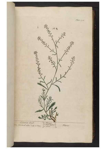 Reproducción/Reproduction 8361120465: A curious herbal. London : Printed for Samuel Harding, 1737-1739.