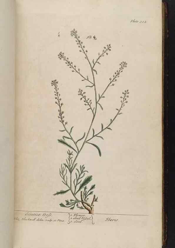 Reproducción/Reproduction 8361120465: A curious herbal. London : Printed for Samuel Harding, 1737-1739.