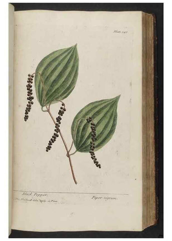 Reproducción/Reproduction 8362191610: A curious herbal. London : Printed for Samuel Harding, 1737-1739.