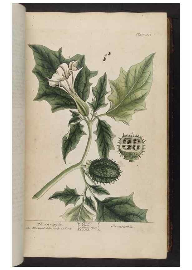Reproducción/Reproduction 8361120657: A curious herbal. London : Printed for Samuel Harding, 1737-1739.