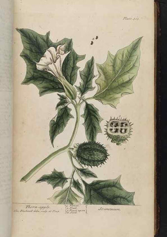 Reproducción/Reproduction 8361120657: A curious herbal. London : Printed for Samuel Harding, 1737-1739.
