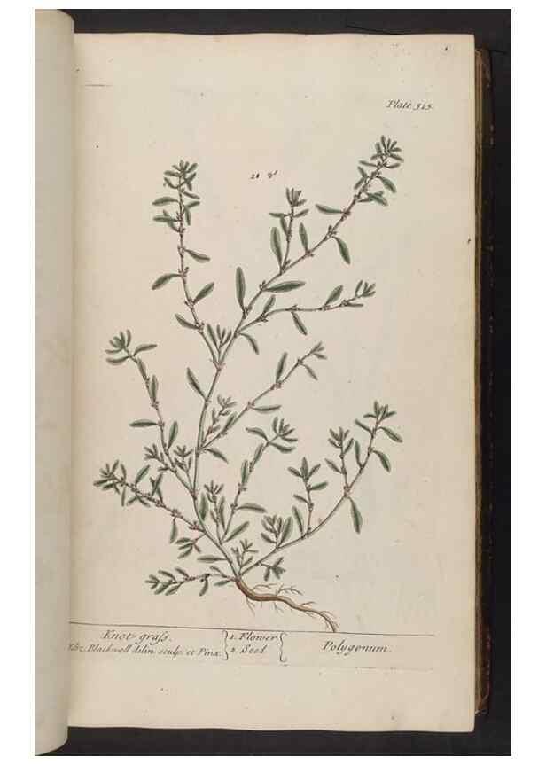 Reproducción/Reproduction 8362182624: A curious herbal. London : Printed for Samuel Harding, 1737-1739.