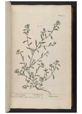 Reproducción/Reproduction 8362182624: A curious herbal. London : Printed for Samuel Harding, 1737-1739.