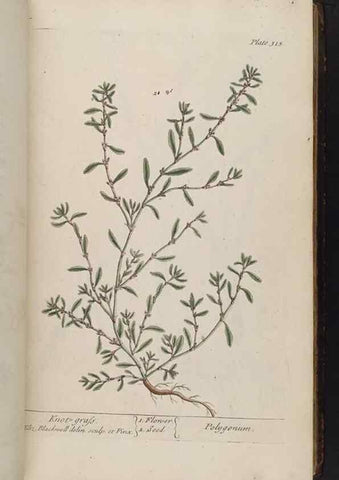 Reproducción/Reproduction 8362182624: A curious herbal. London : Printed for Samuel Harding, 1737-1739.