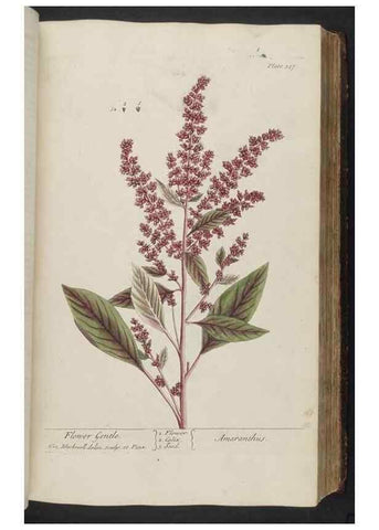 Reproducción/Reproduction 8361121481: A curious herbal. London : Printed for Samuel Harding, 1737-1739.