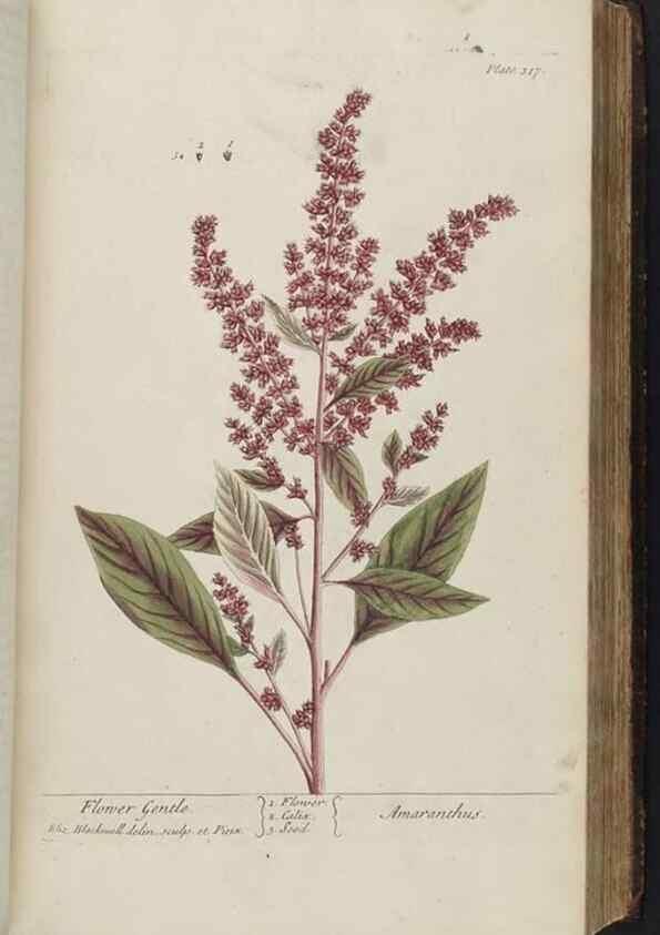 Reproducción/Reproduction 8361121481: A curious herbal. London : Printed for Samuel Harding, 1737-1739.