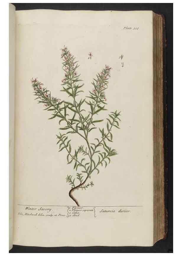 Reproducción/Reproduction 8362183126: A curious herbal. London : Printed for Samuel Harding, 1737-1739.