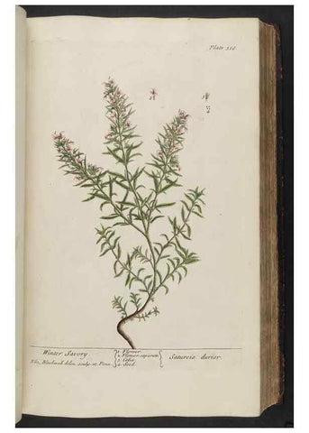 Reproducción/Reproduction 8362183126: A curious herbal. London : Printed for Samuel Harding, 1737-1739.