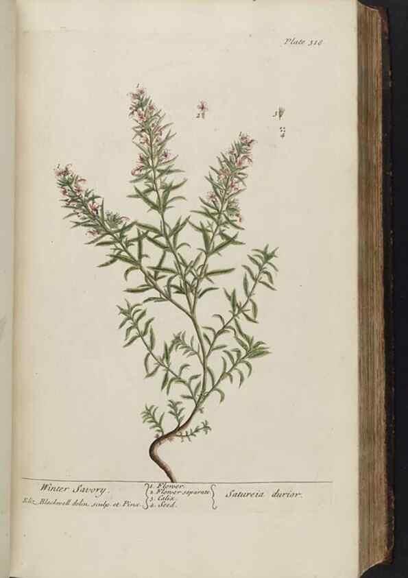 Reproducción/Reproduction 8362183126: A curious herbal. London : Printed for Samuel Harding, 1737-1739.