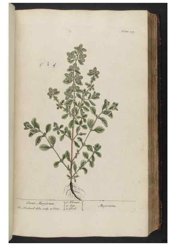 Reproducción/Reproduction 8361121775: A curious herbal. London : Printed for Samuel Harding, 1737-1739.