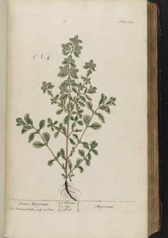 Reproducción/Reproduction 8361121775: A curious herbal. London : Printed for Samuel Harding, 1737-1739.