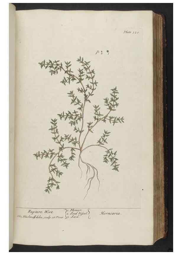Reproducción/Reproduction 8362183514: A curious herbal. London : Printed for Samuel Harding, 1737-1739.