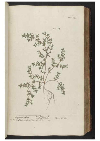 Reproducción/Reproduction 8362183514: A curious herbal. London : Printed for Samuel Harding, 1737-1739.