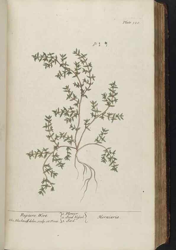Reproducción/Reproduction 8362183514: A curious herbal. London : Printed for Samuel Harding, 1737-1739.