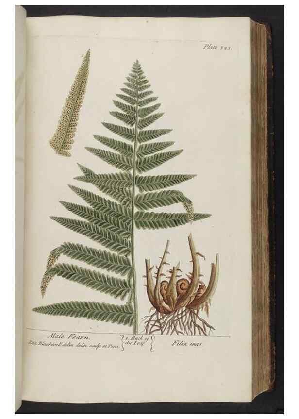 Reproducción/Reproduction 8362184554: A curious herbal. London : Printed for Samuel Harding, 1737-1739.