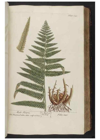 Reproducción/Reproduction 8362184554: A curious herbal. London : Printed for Samuel Harding, 1737-1739.