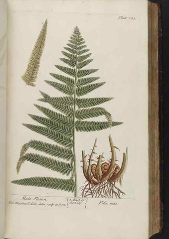 Reproducción/Reproduction 8362184554: A curious herbal. London : Printed for Samuel Harding, 1737-1739.