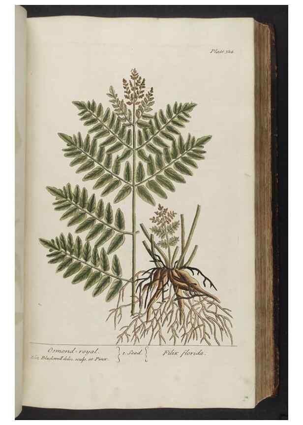 Reproducción/Reproduction 8362184774: A curious herbal. London : Printed for Samuel Harding, 1737-1739.