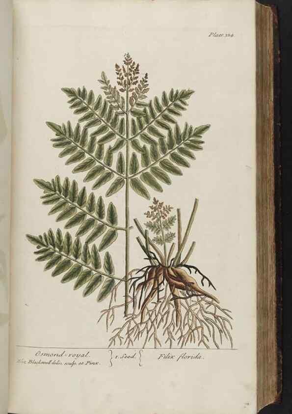 Reproducción/Reproduction 8362184774: A curious herbal. London : Printed for Samuel Harding, 1737-1739.