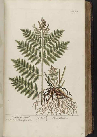 Reproducción/Reproduction 8362184774: A curious herbal. London : Printed for Samuel Harding, 1737-1739.