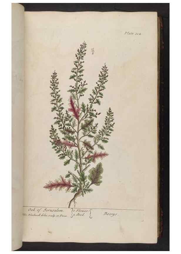 Reproducción/Reproduction 8361121007: A curious herbal. London : Printed for Samuel Harding, 1737-1739.