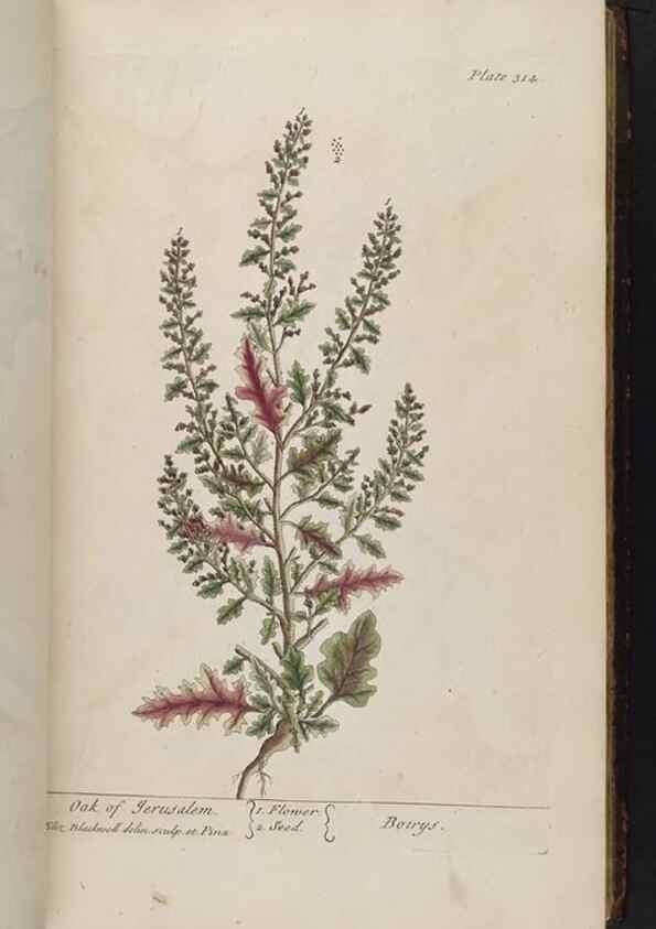 Reproducción/Reproduction 8361121007: A curious herbal. London : Printed for Samuel Harding, 1737-1739.