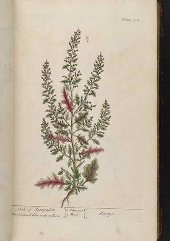 Reproducción/Reproduction 8361121007: A curious herbal. London : Printed for Samuel Harding, 1737-1739.