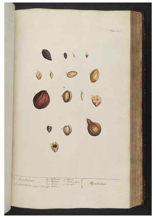 Reproducción/Reproduction 8361143707: A curious herbal. London : Printed for Samuel Harding, 1737-1739.