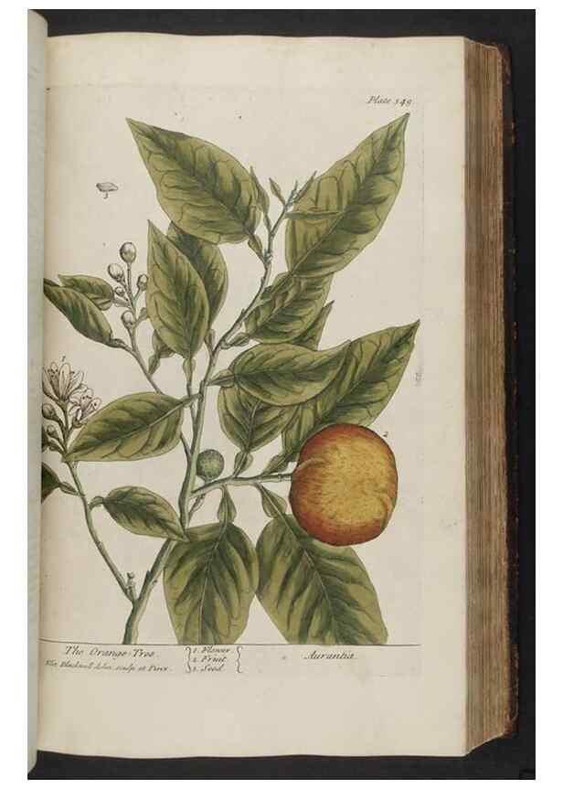 Reproducción/Reproduction 8361130547: A curious herbal. London : Printed for Samuel Harding, 1737-1739.