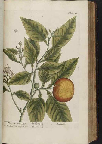 Reproducción/Reproduction 8361130547: A curious herbal. London : Printed for Samuel Harding, 1737-1739.