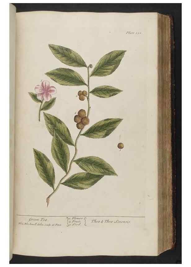 Reproducción/Reproduction 8361130925: A curious herbal. London : Printed for Samuel Harding, 1737-1739.