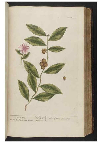 Reproducción/Reproduction 8361130925: A curious herbal. London : Printed for Samuel Harding, 1737-1739.