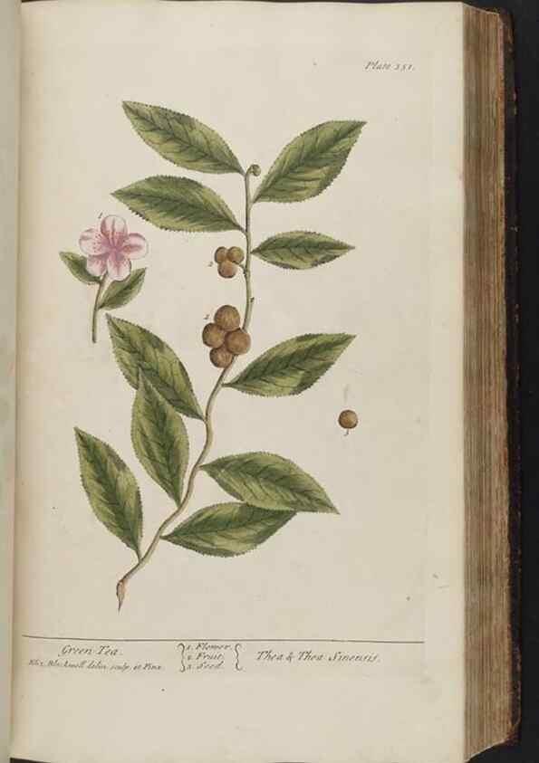 Reproducción/Reproduction 8361130925: A curious herbal. London : Printed for Samuel Harding, 1737-1739.