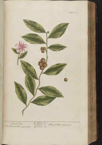 Reproducción/Reproduction 8361130925: A curious herbal. London : Printed for Samuel Harding, 1737-1739.