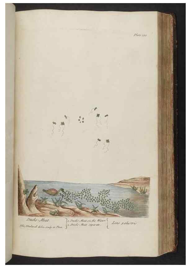 Reproducción/Reproduction 8361138649: A curious herbal. London : Printed for Samuel Harding, 1737-1739.