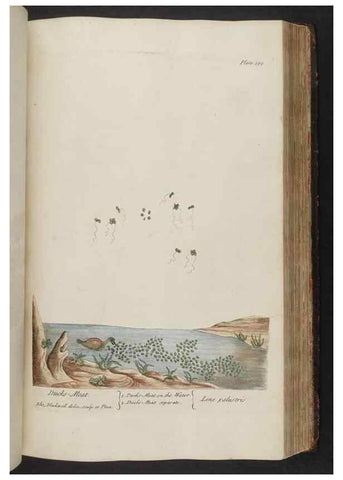 Reproducción/Reproduction 8361138649: A curious herbal. London : Printed for Samuel Harding, 1737-1739.