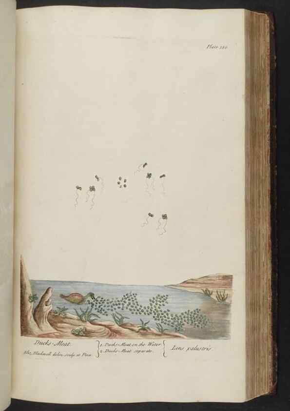 Reproducción/Reproduction 8361138649: A curious herbal. London : Printed for Samuel Harding, 1737-1739.