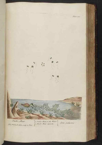 Reproducción/Reproduction 8361138649: A curious herbal. London : Printed for Samuel Harding, 1737-1739.
