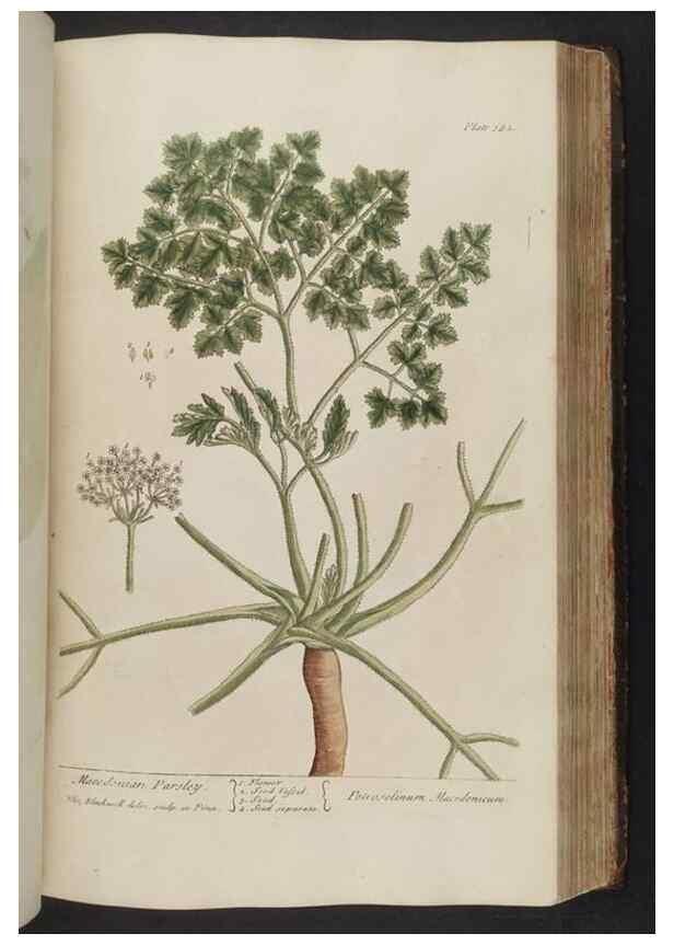 Reproducción/Reproduction 8361139139: A curious herbal. London : Printed for Samuel Harding, 1737-1739.