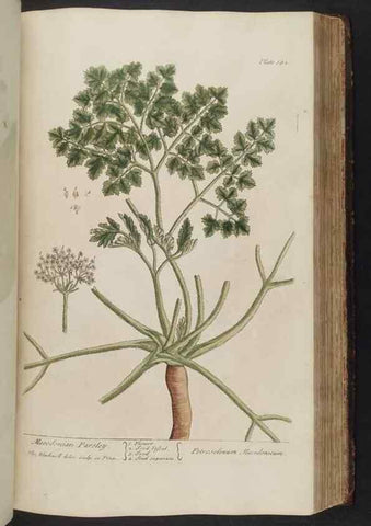 Reproducción/Reproduction 8361139139: A curious herbal. London : Printed for Samuel Harding, 1737-1739.