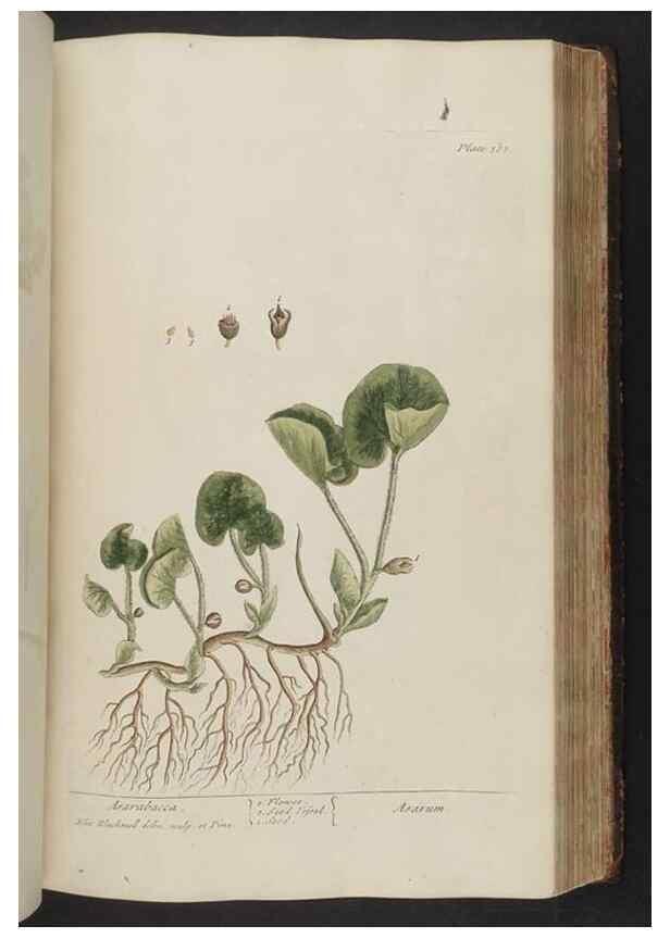 Reproducción/Reproduction 8362200844: A curious herbal. London : Printed for Samuel Harding, 1737-1739.