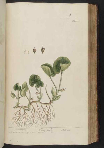 Reproducción/Reproduction 8362200844: A curious herbal. London : Printed for Samuel Harding, 1737-1739.