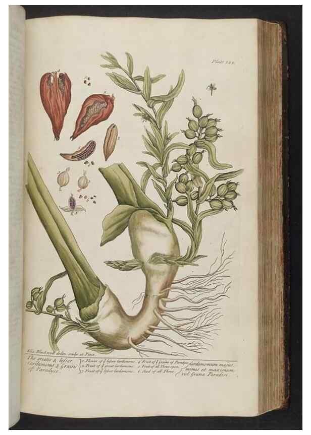 Reproducción/Reproduction 8362201254: A curious herbal. London : Printed for Samuel Harding, 1737-1739.