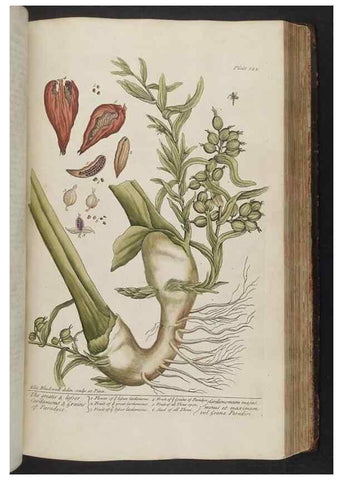 Reproducción/Reproduction 8362201254: A curious herbal. London : Printed for Samuel Harding, 1737-1739.