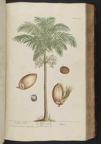 Reproducción/Reproduction 8361140191: A curious herbal. London : Printed for Samuel Harding, 1737-1739.