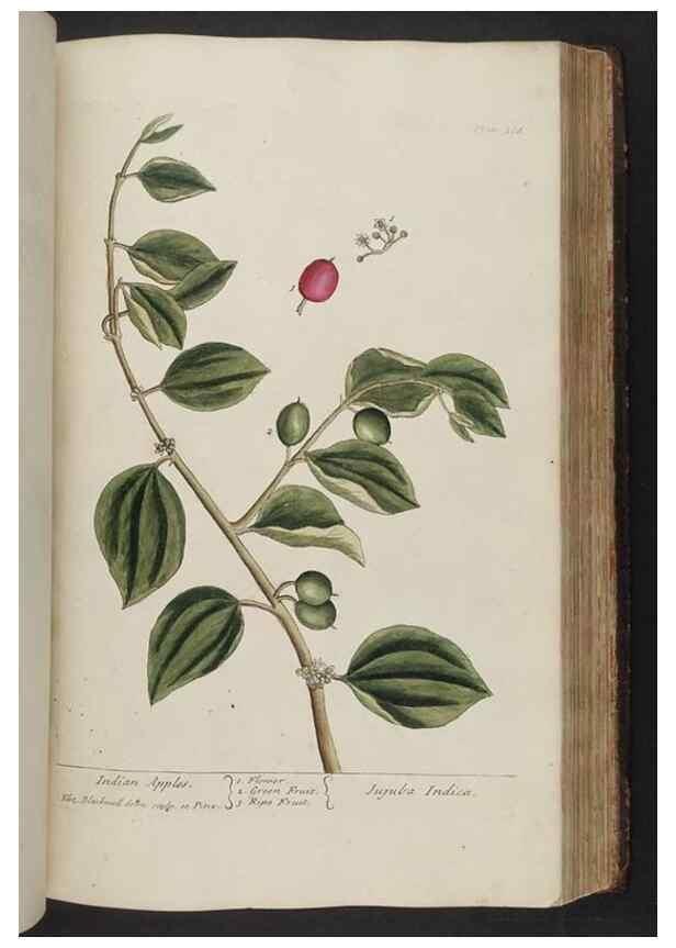 Reproducción/Reproduction 8362201988: A curious herbal. London : Printed for Samuel Harding, 1737-1739.
