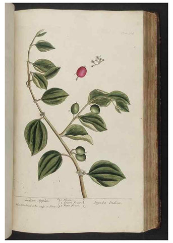 Reproducción/Reproduction 8362201988: A curious herbal. London : Printed for Samuel Harding, 1737-1739.