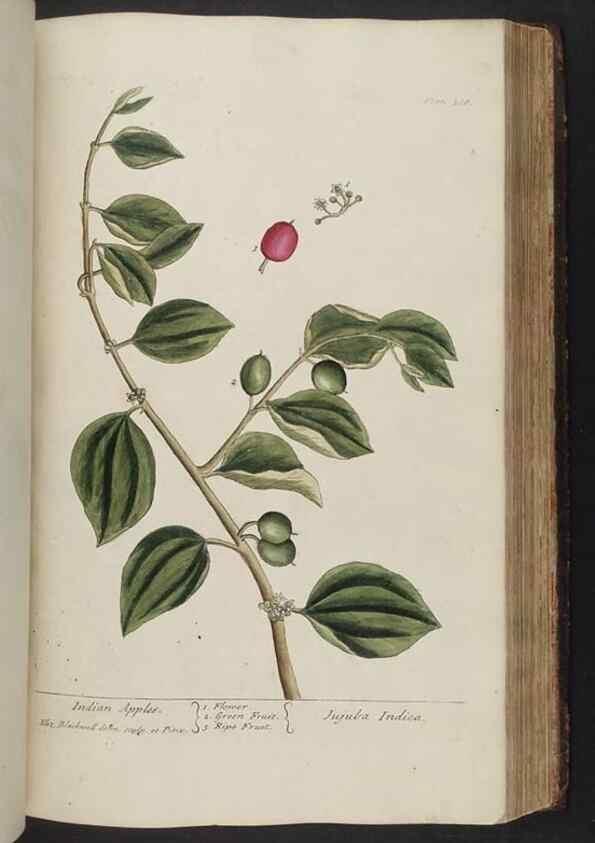 Reproducción/Reproduction 8362201988: A curious herbal. London : Printed for Samuel Harding, 1737-1739.